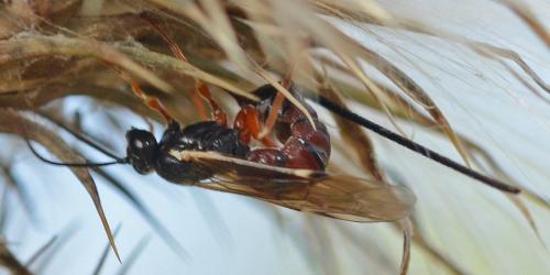 Réf. 267 316 : Exeristes ruficollis